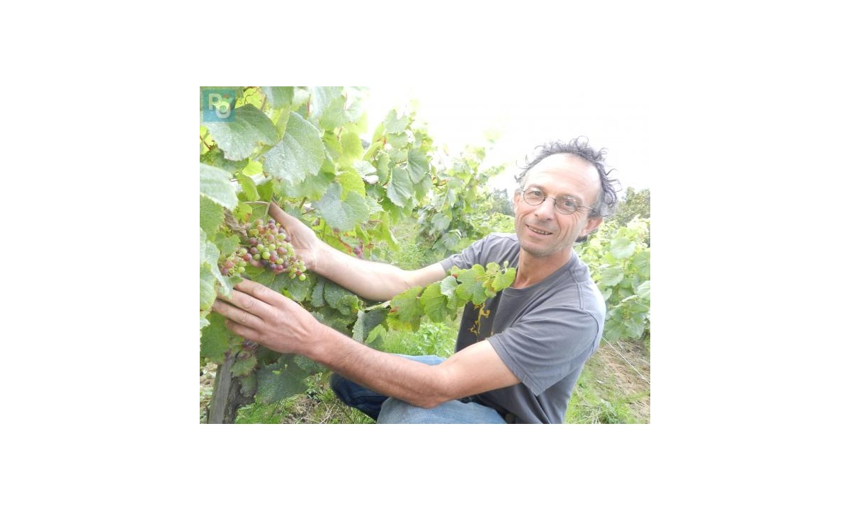 vigne_vincent_caille_2-284283